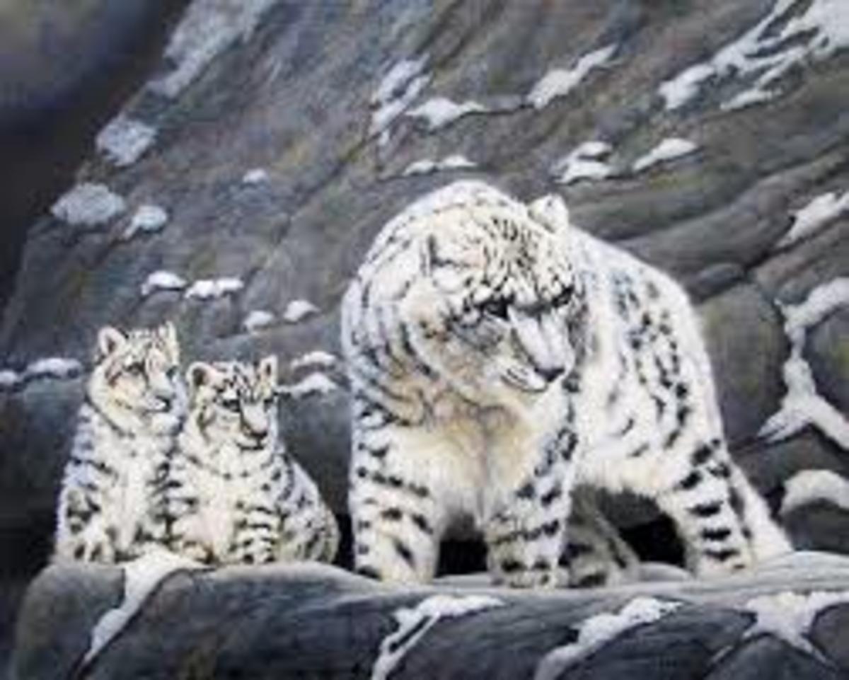 panthera-uncia-the-snow-leopard