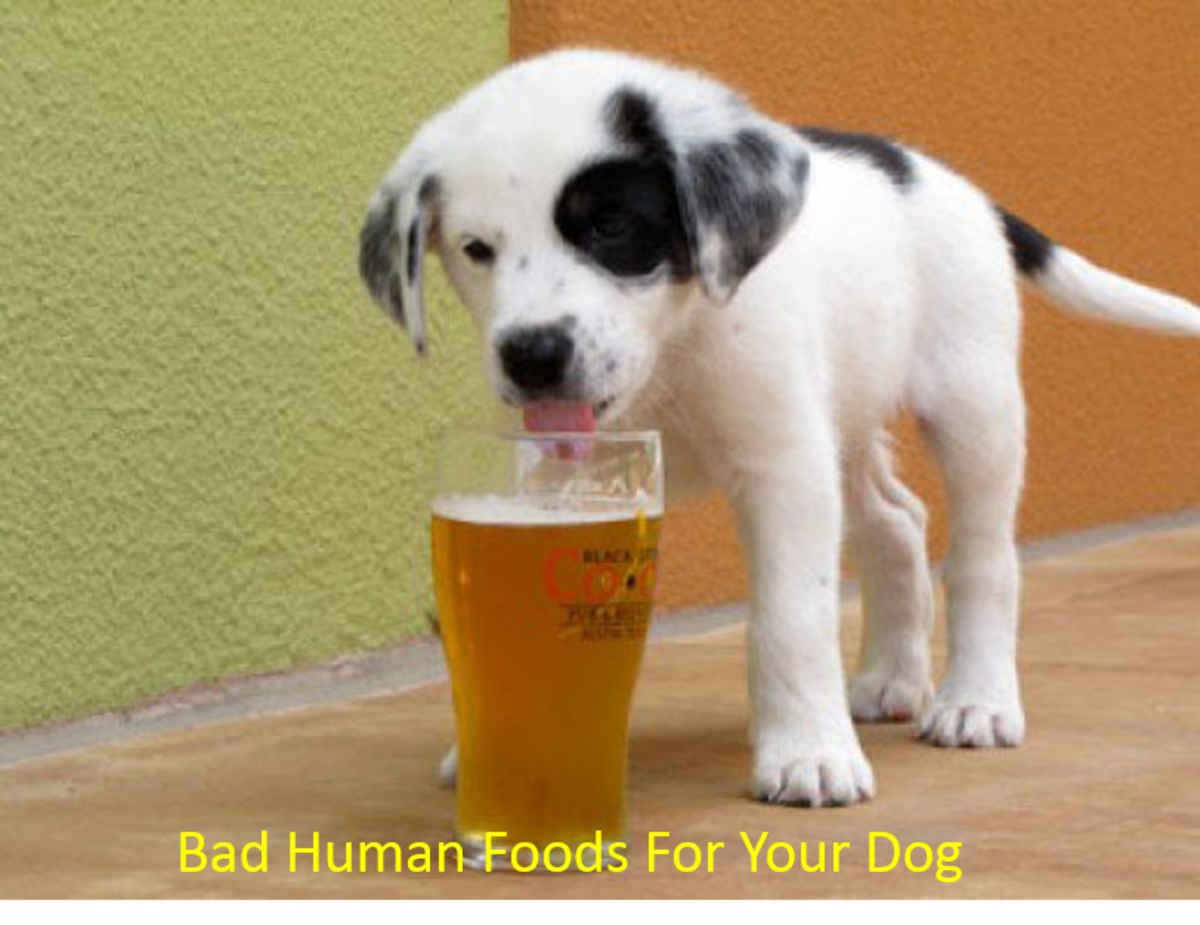 human-foods-for-your-dog-to-feed-and-not-to-feed