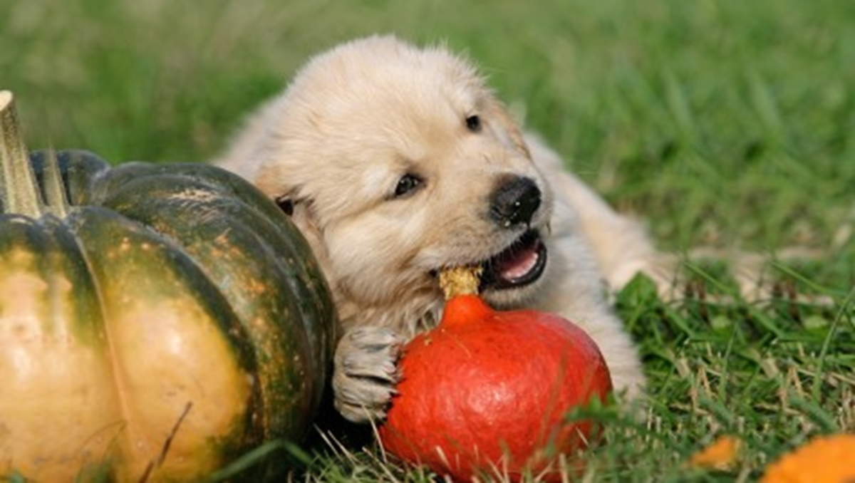 15 Human Foods That Are Good For Dogs