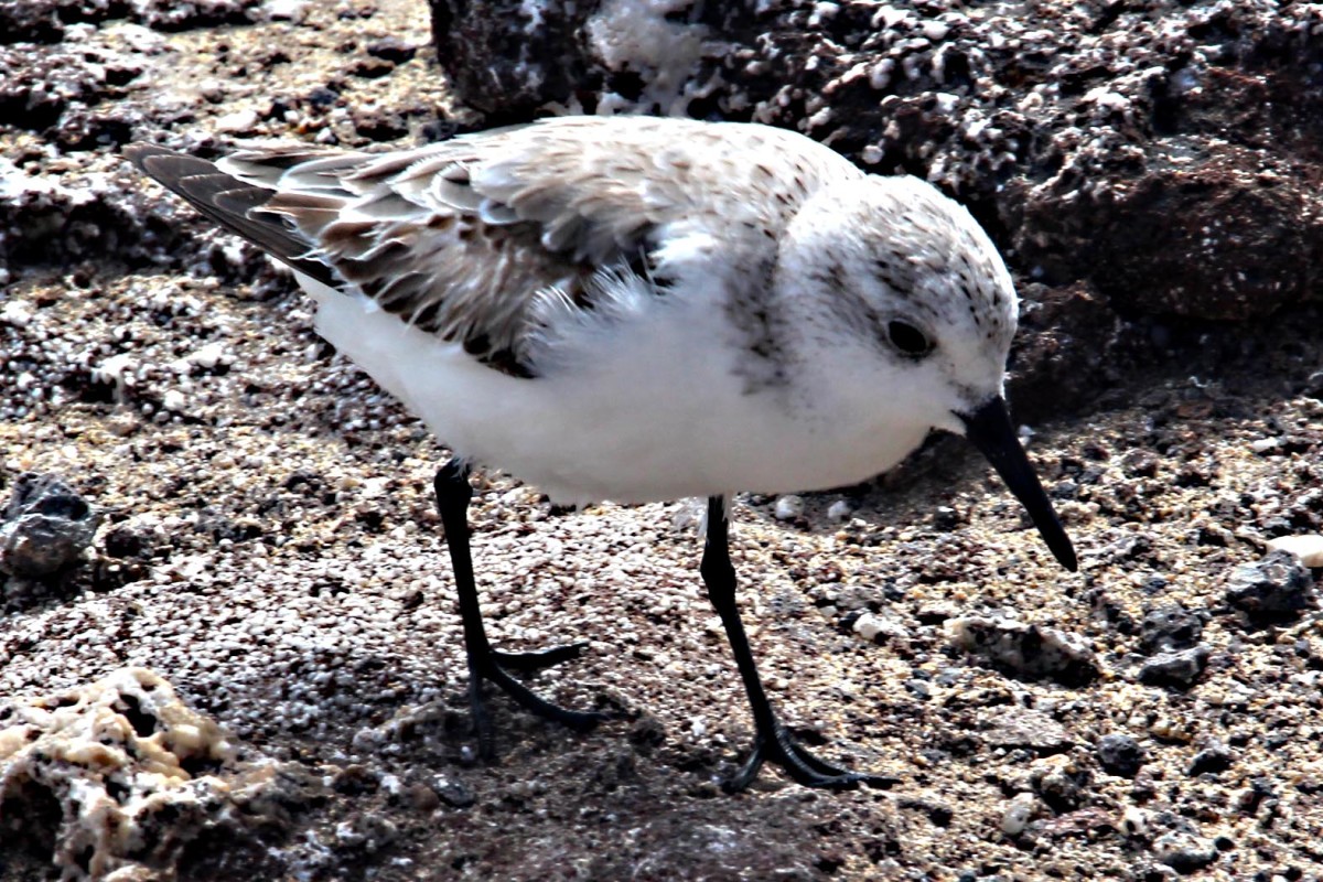 The Sanderling - cute little birds which spend their time running in and out of the surf at water's edge looking for titbits of food