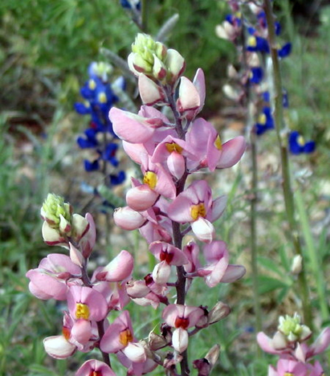 The Legend of the Pink Bluebonnets