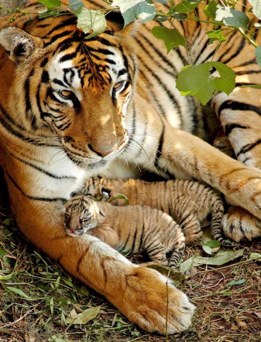 As it should be: a mother tiger with her cubs.