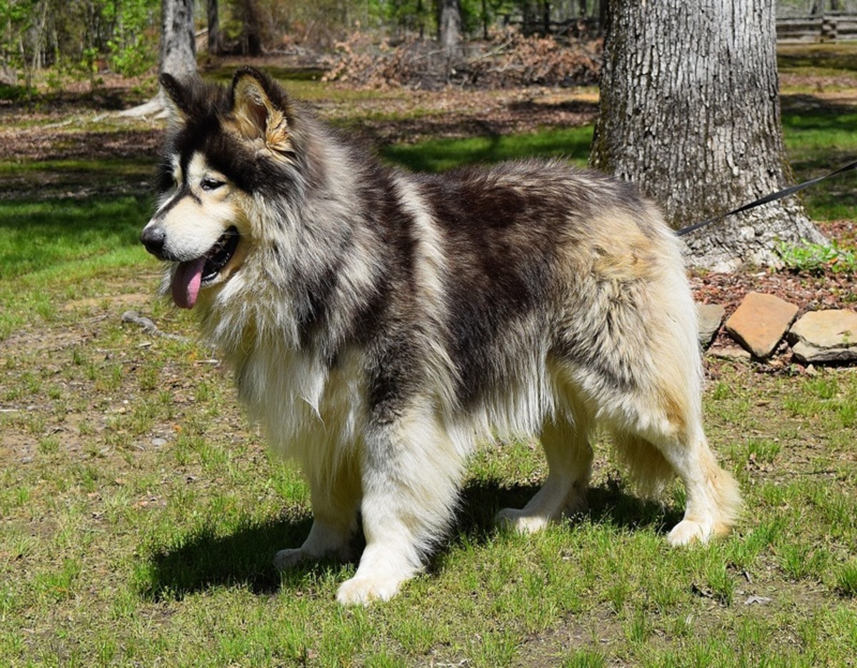 five-largest-american-dog-breeds