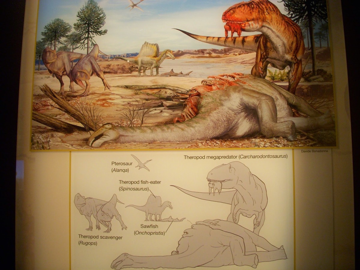 Display at the National Geographic Society in 2014 showing predator niche-partitioning in the Kem Kem Beds. Art by Davide Bonadonna.