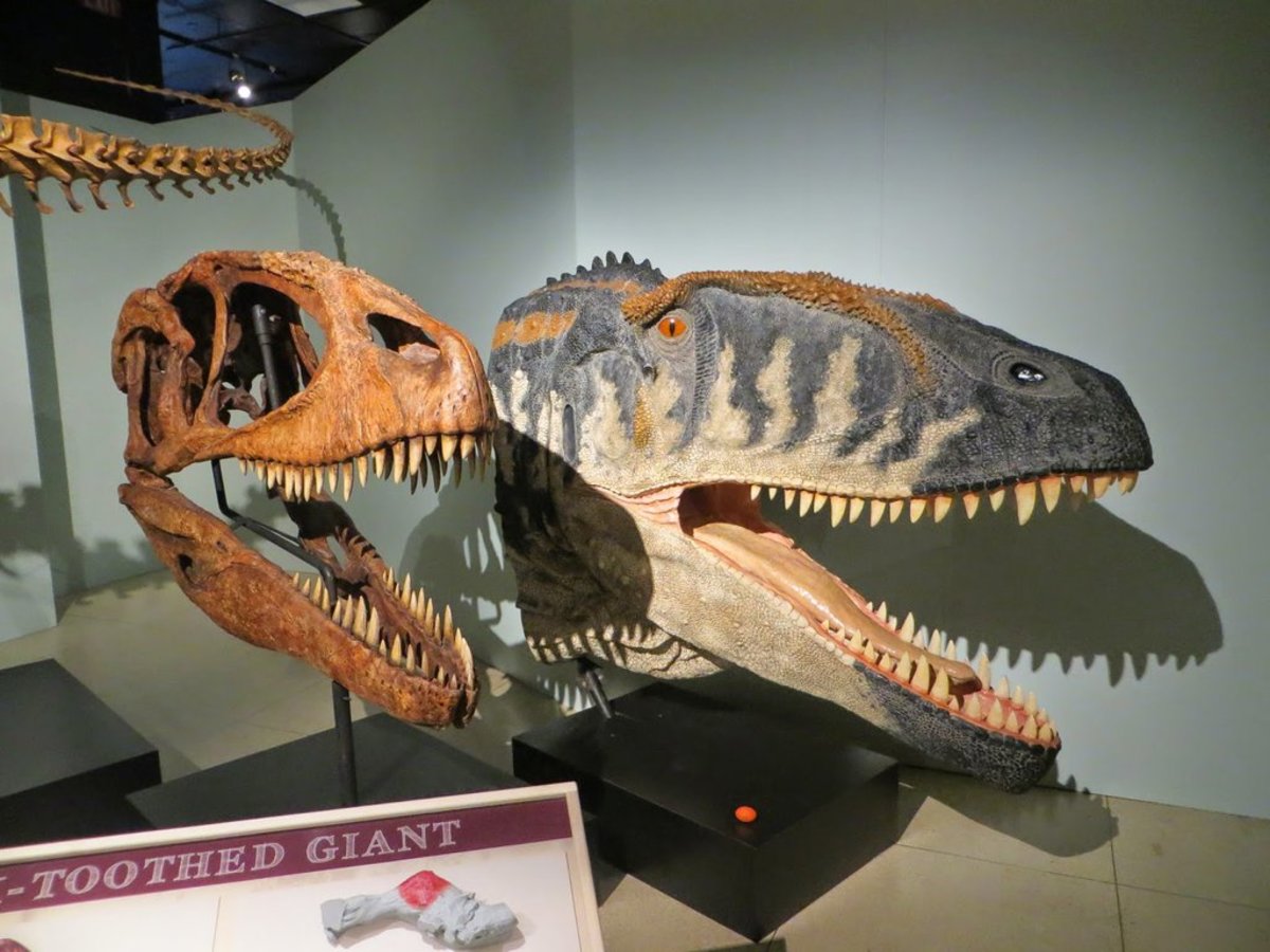 Carcharodontosaurus skull cast and head model at the National Geographic Society in 2014.