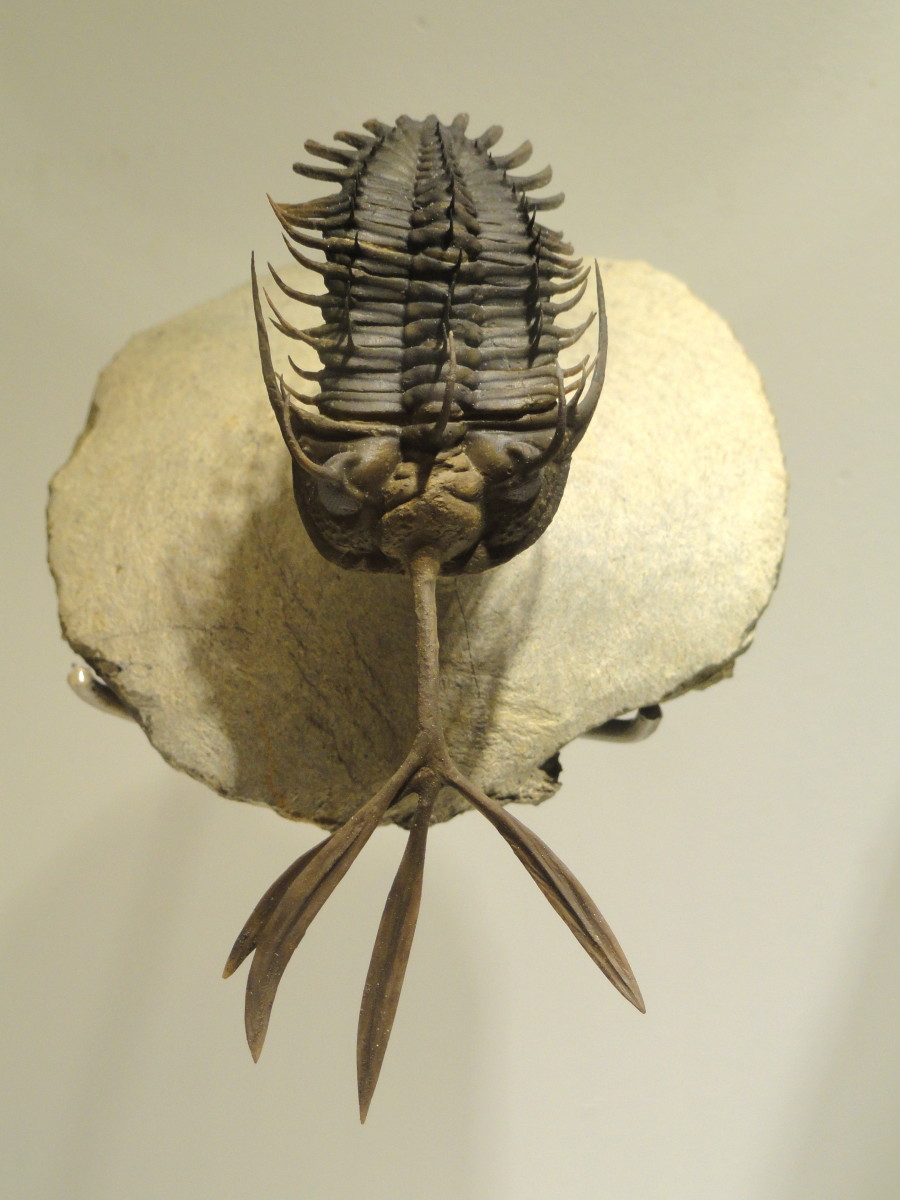 Walliserops, a Devonian trilobite from the Timrhanrhart Formation.