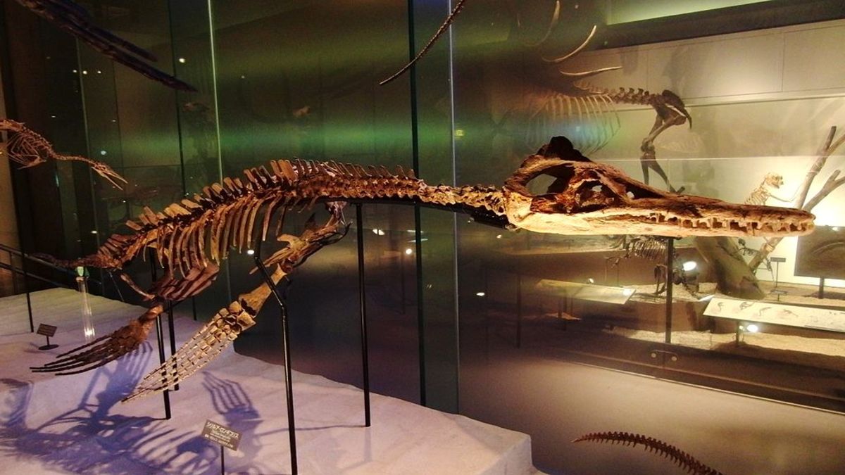 Skeleton of Thililua at the National Museum of Nature and Science in Tokyo. Photo by Momotarou2012.