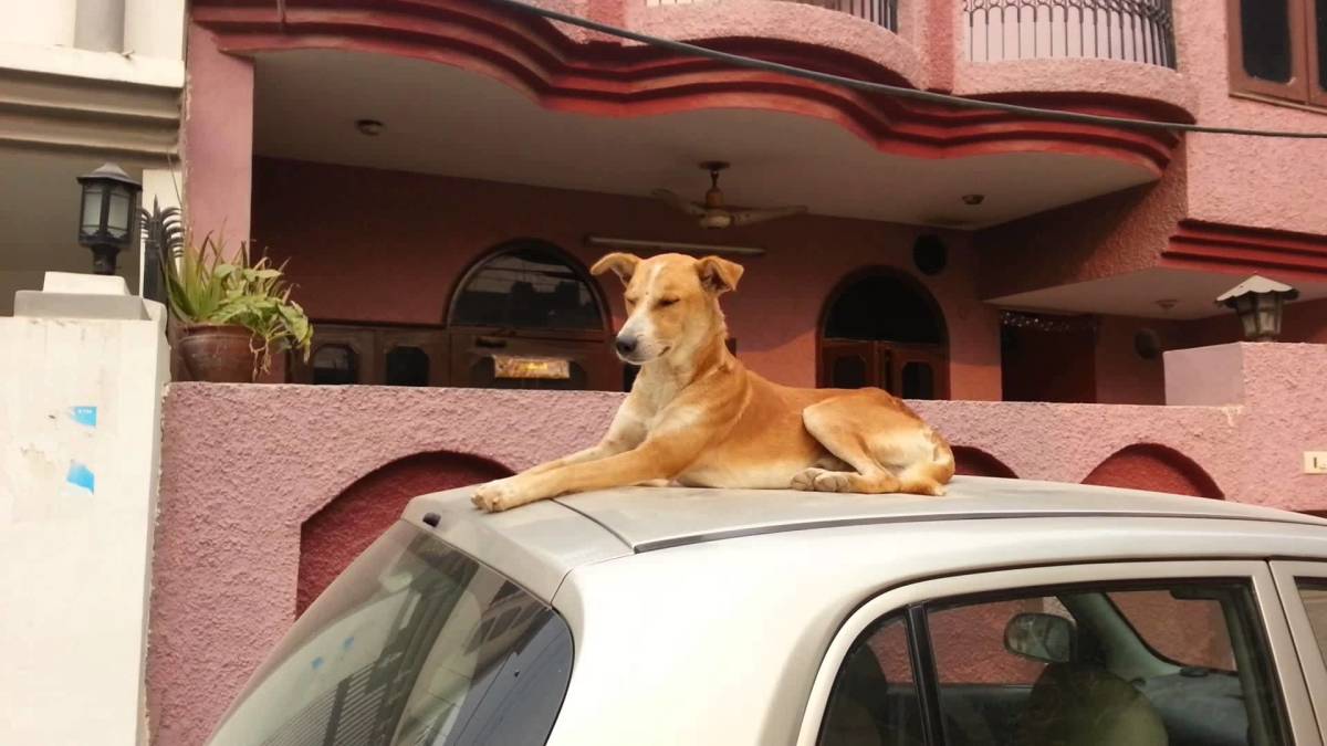 can dogs sit in front of car