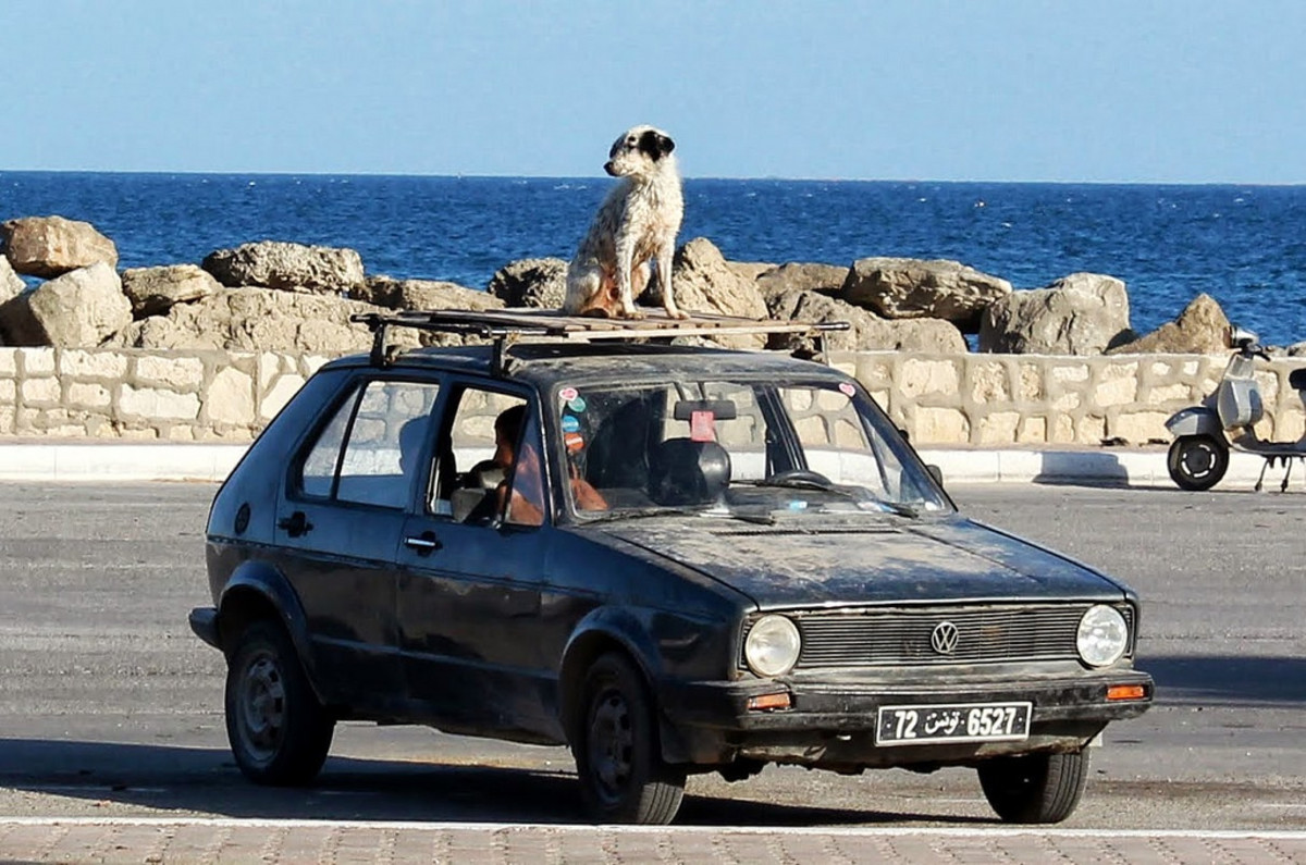 Dog sitting on car