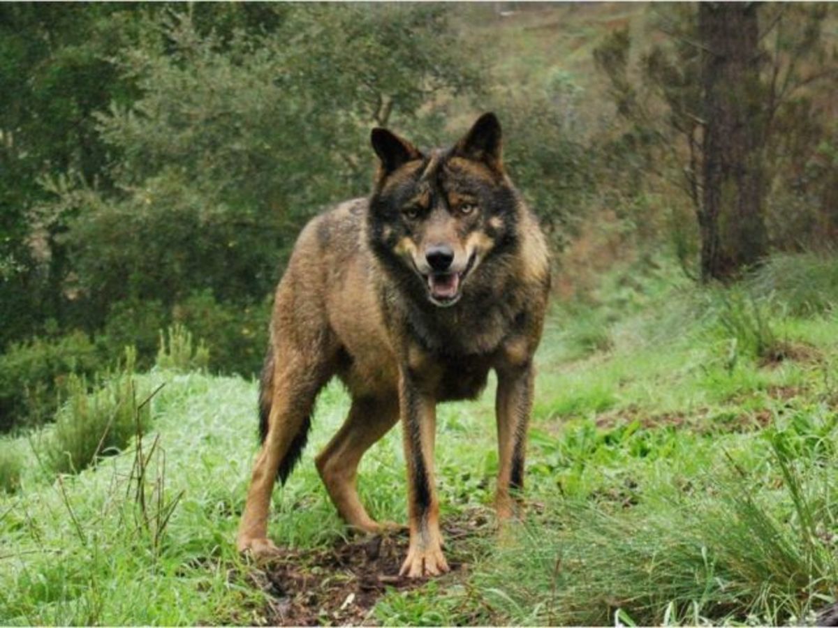 Iberian Wolf 