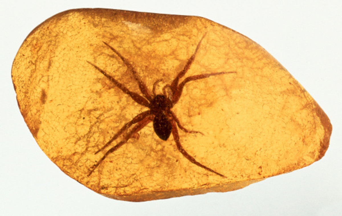 Prehistoric spider trapped in a block of tree rosin