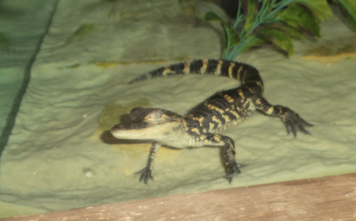 Baby alligators are amazingly cute when you consider that they grow into a giant reptile feared by all. 