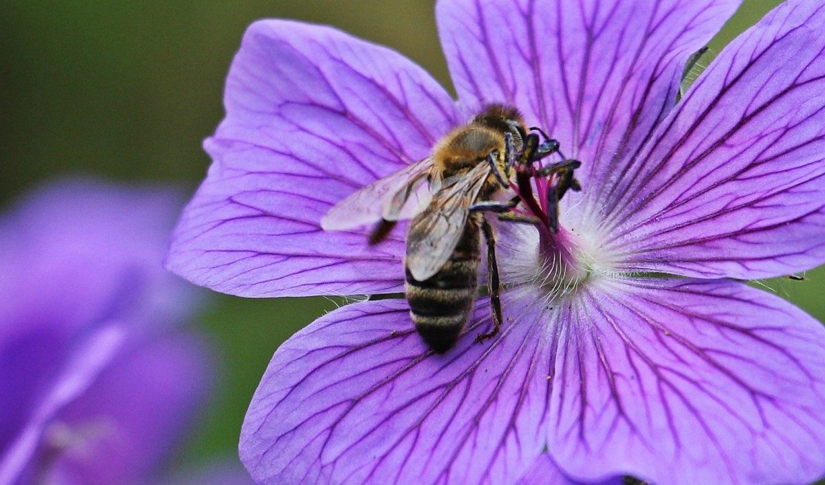 How Do Honey Bees Fly and Other Facts About Honey Bee Flight HubPages