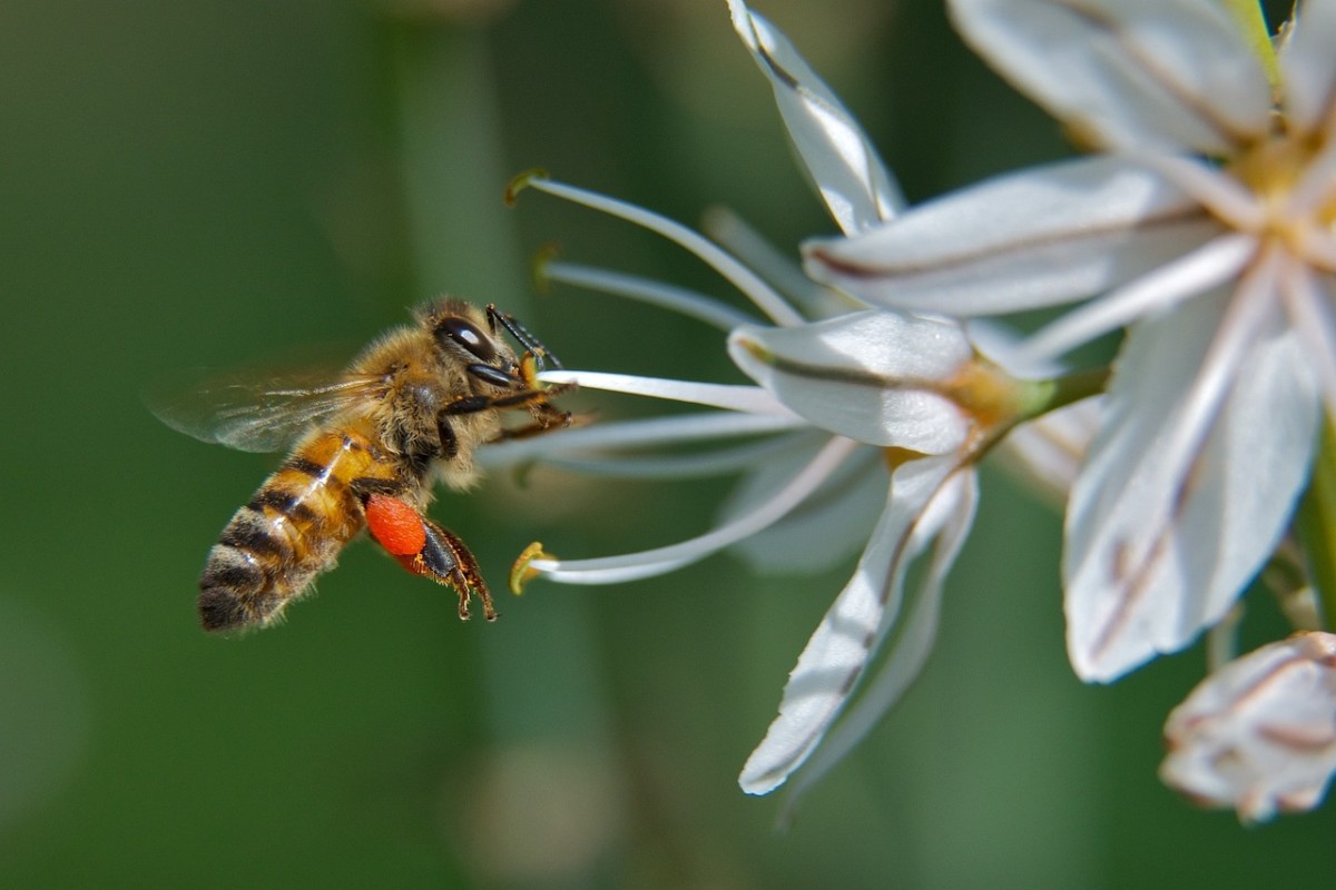 How Do Honey Bees Fly and Other Facts About Honey Bee Flight HubPages