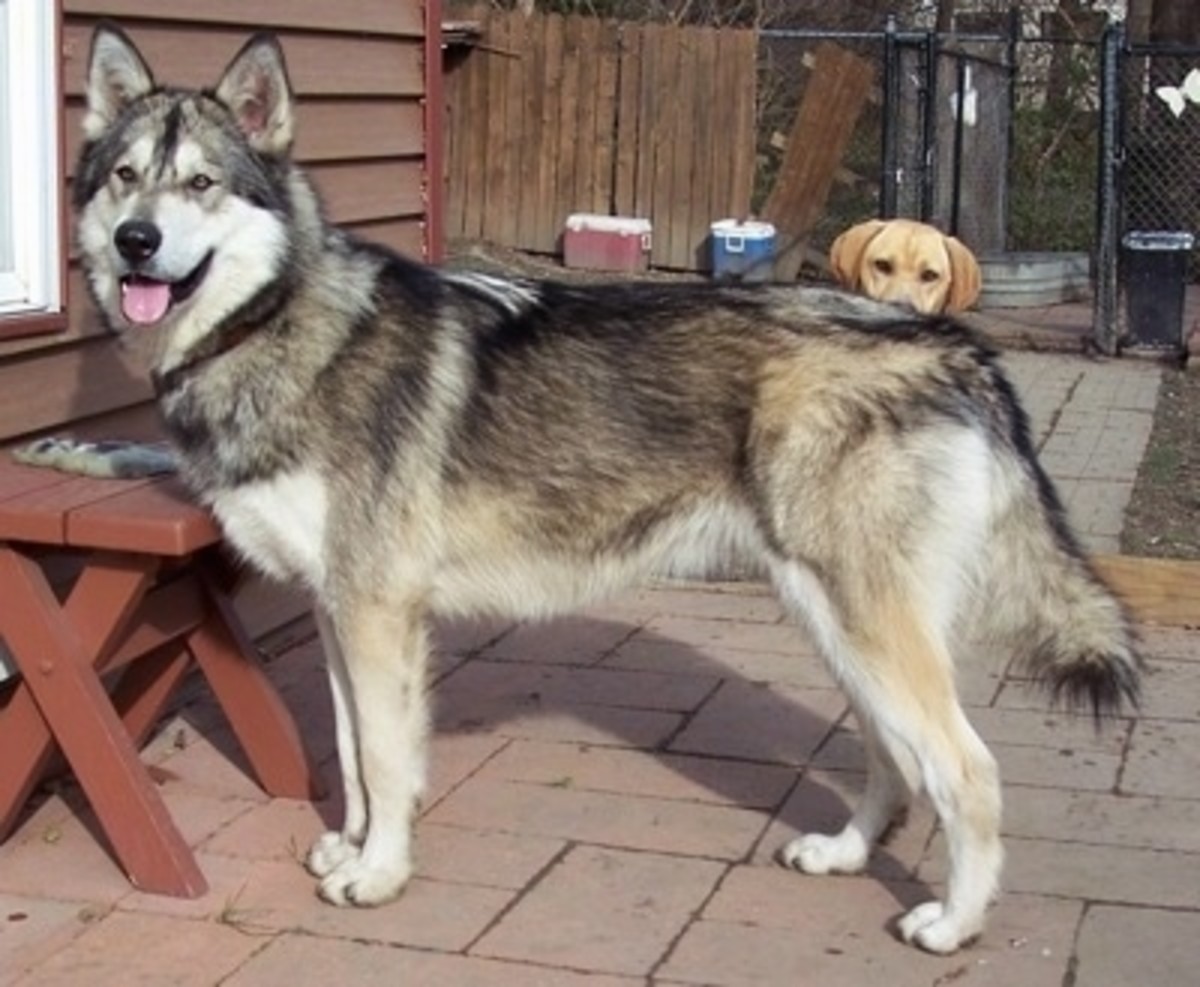 Wolamute (Alaskan Wolf Dog)