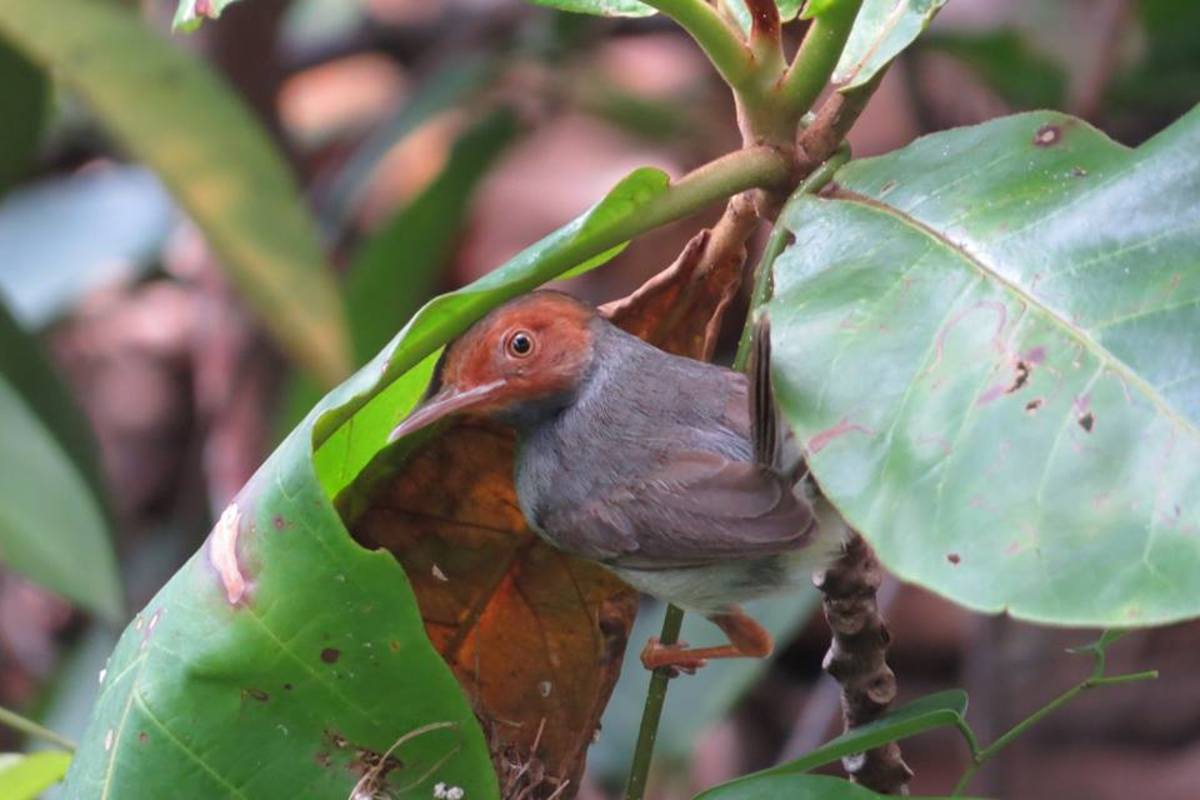 Photo of a male tailorbird attending to his young.