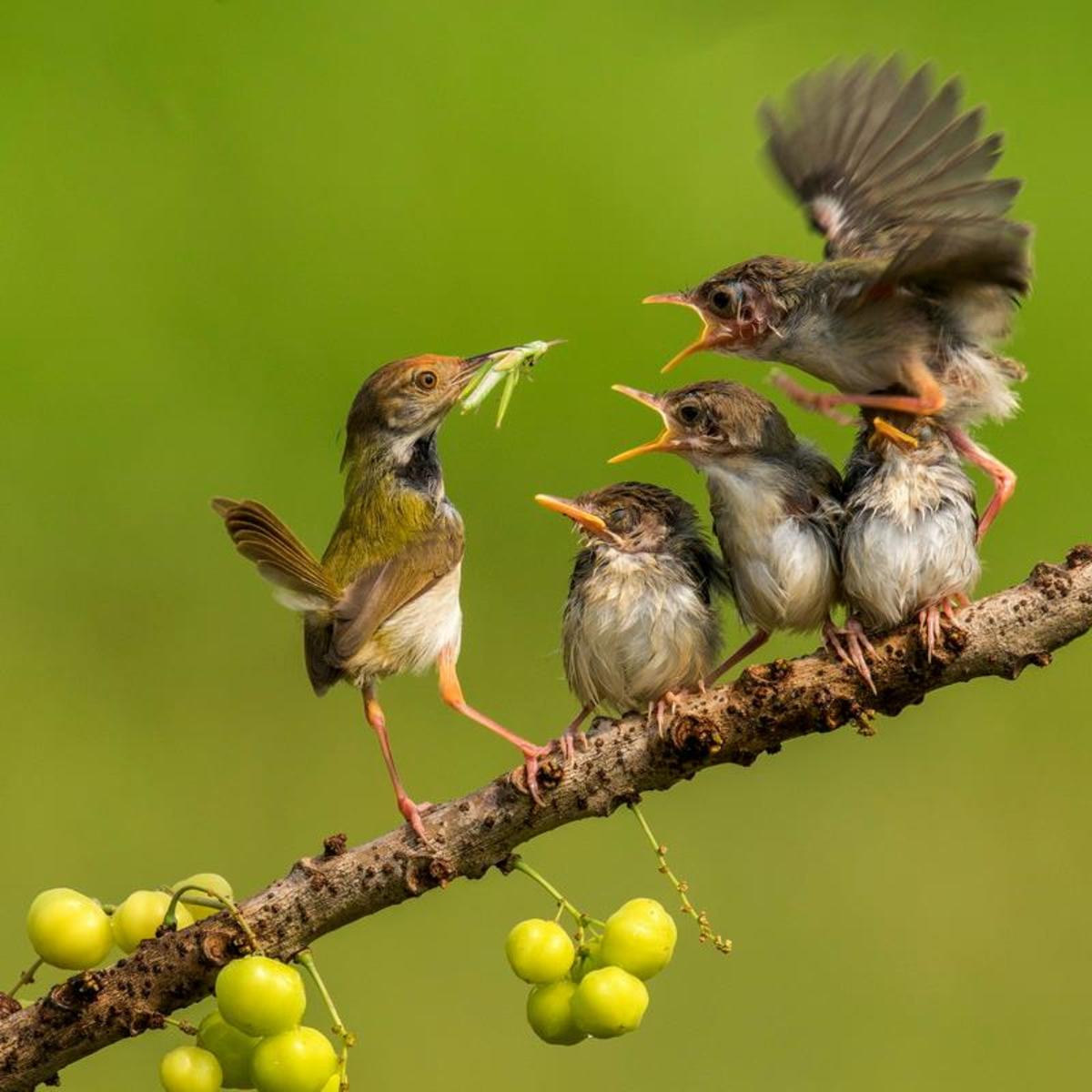 A tailorbird feeding an obviously hungry brood of fledglings.