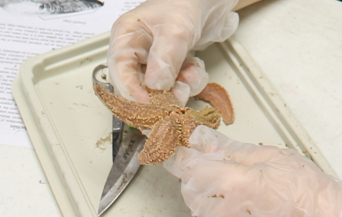 Dissecting a sea star or starfish
