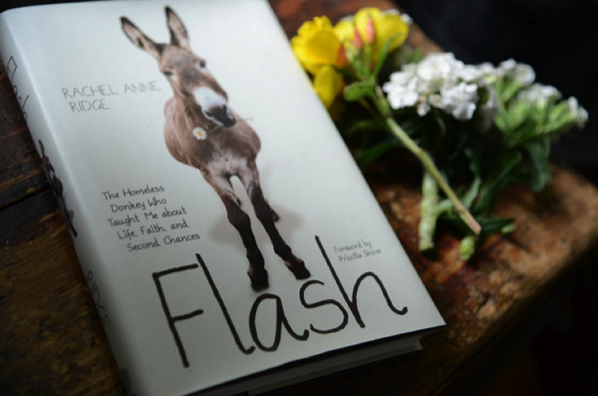 a-book-review-flash-the-homeless-donkey