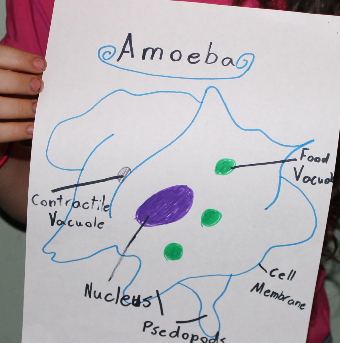 Visual for mini-presentation on amoebas
