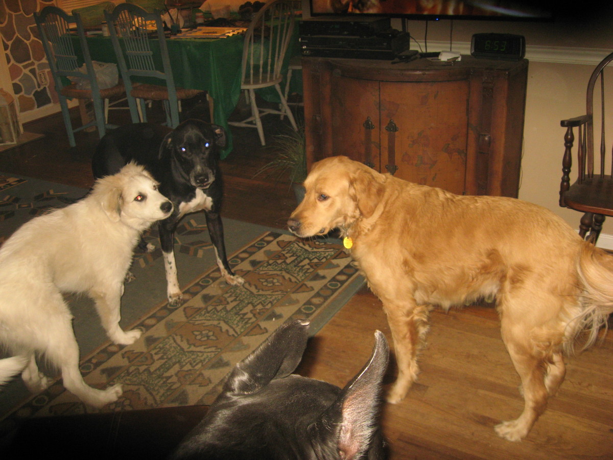 Do Great Pyrenees Dogs Make Good Pets? HubPages