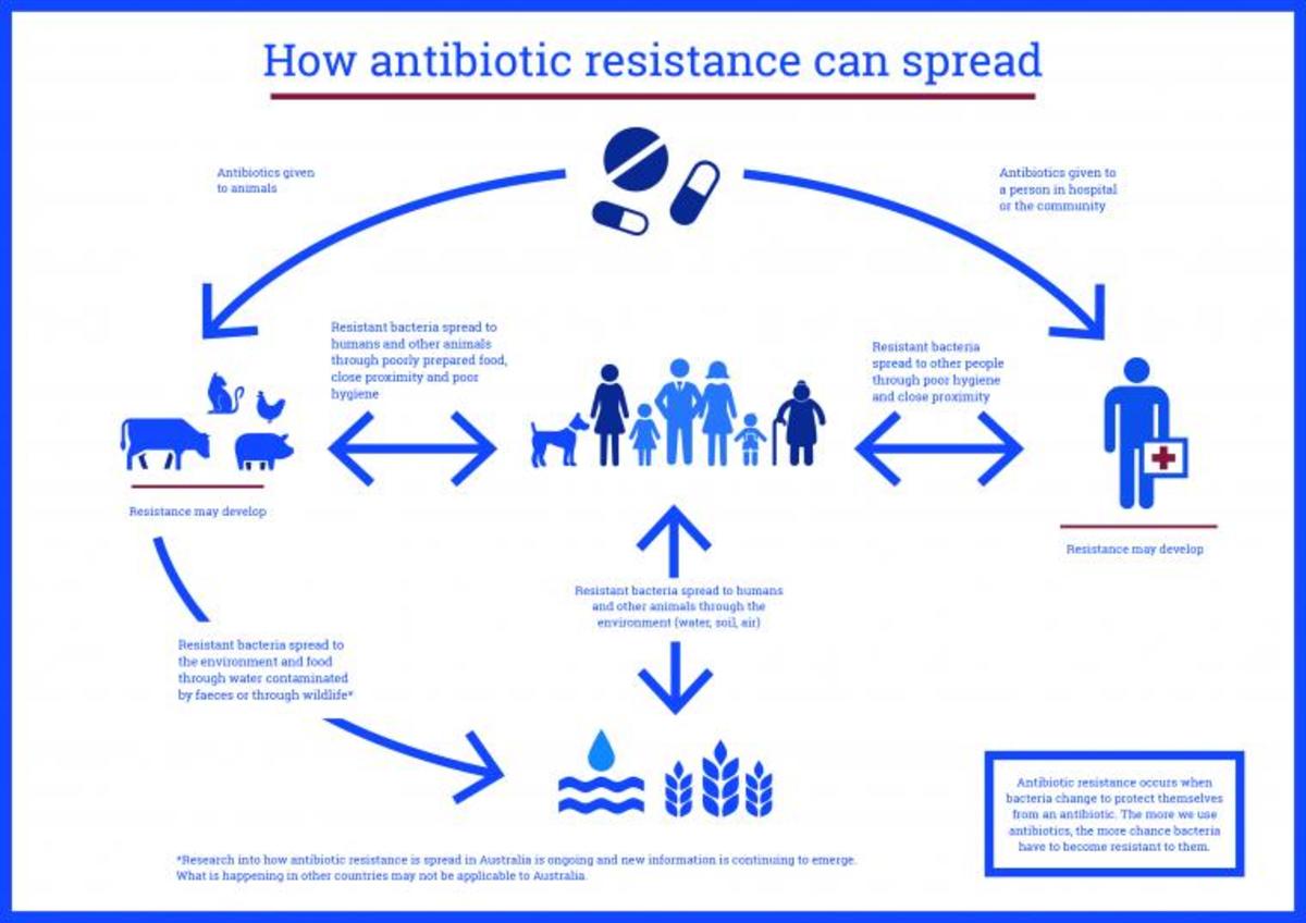 Pic: How antibiotic resistance spreads 