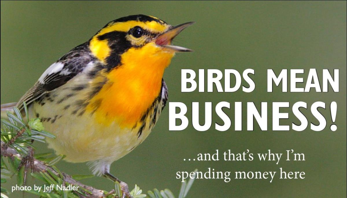how-to-pitch-editors-at-bird-watching-magazines