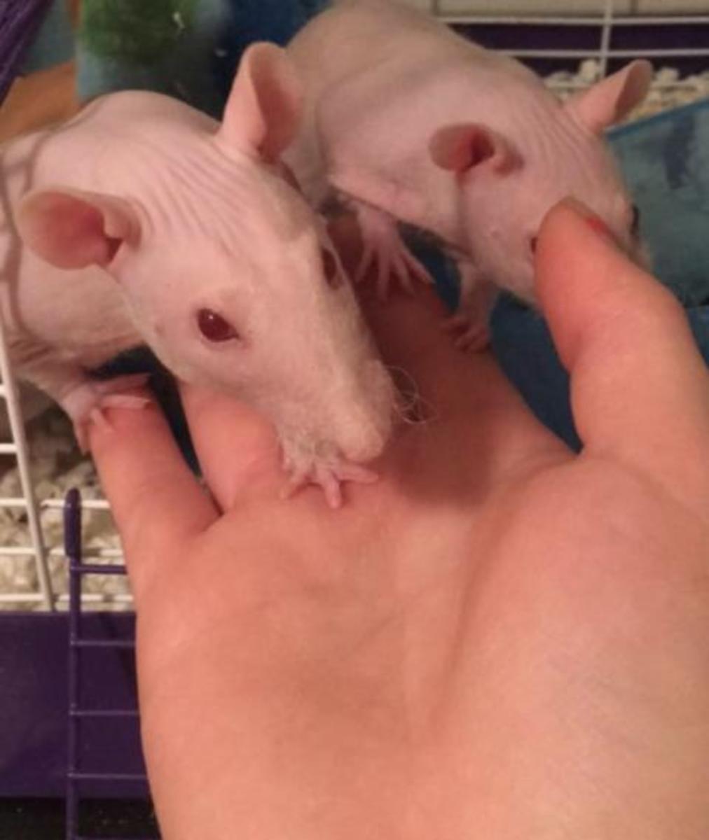 Getting to know my first-ever pair of rats