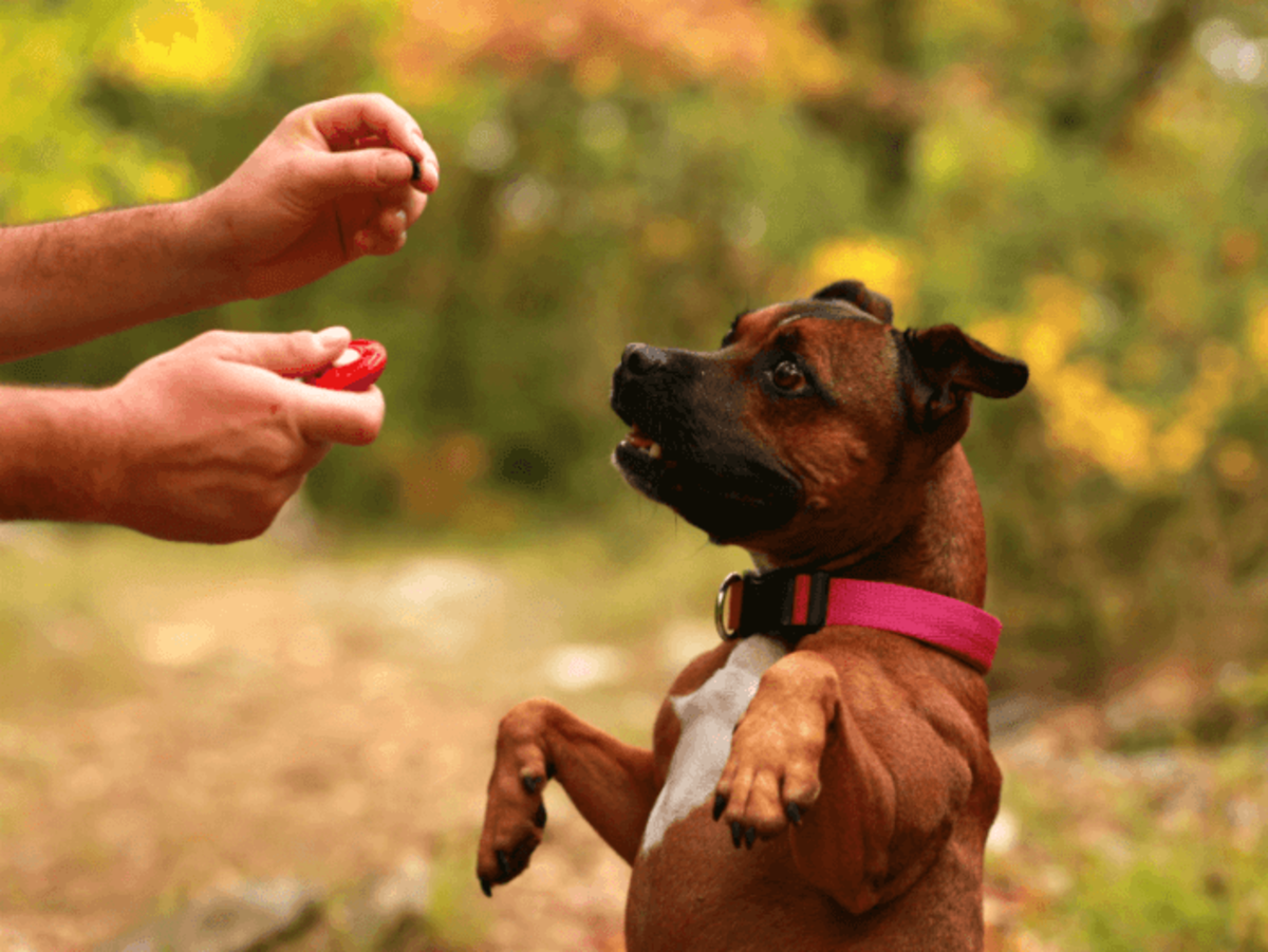 why-should-you-hire-a-dog-trainer
