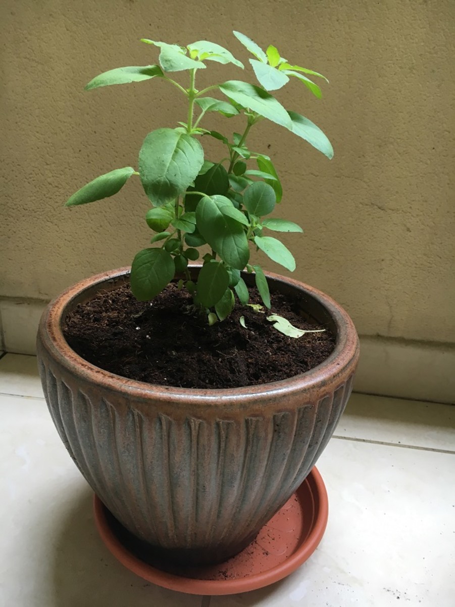 Interesting Facts About the Tulsi Plant-A Medicinal Herb