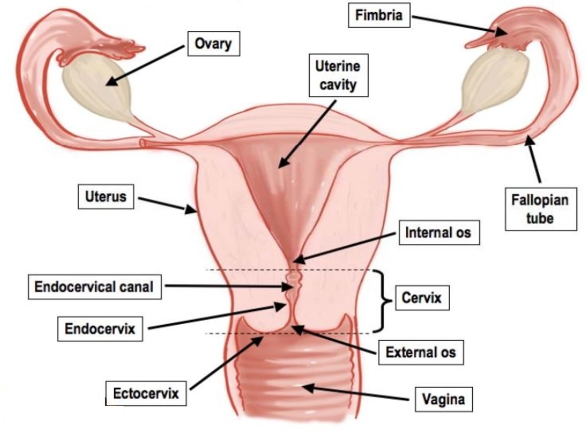 gynecology-p