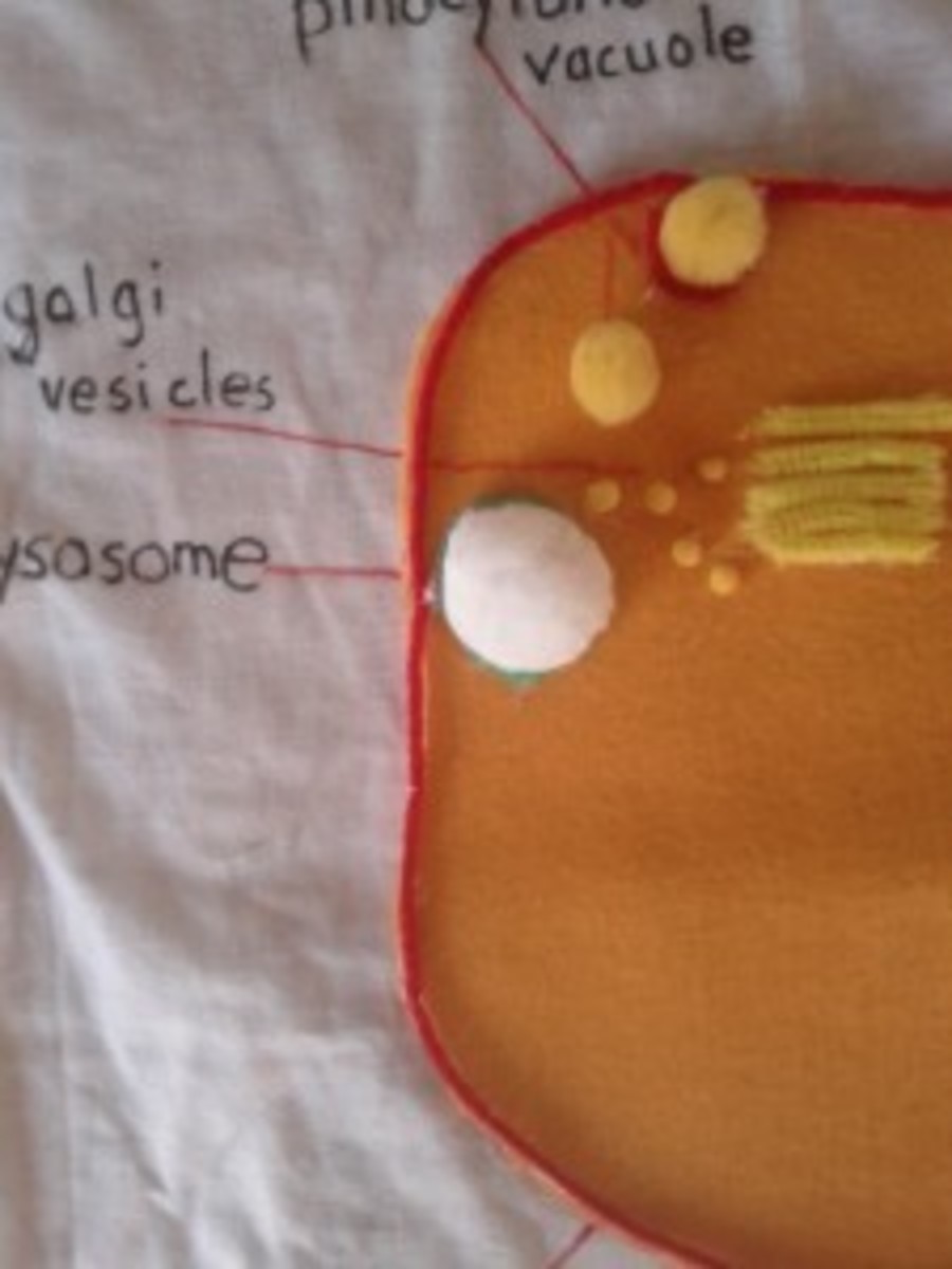 Golgi Apparatus and Golgi Vesicles