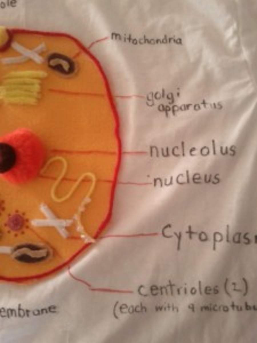 Animal Cell T-Shirt: Wear Your Biology Project to School - HubPages