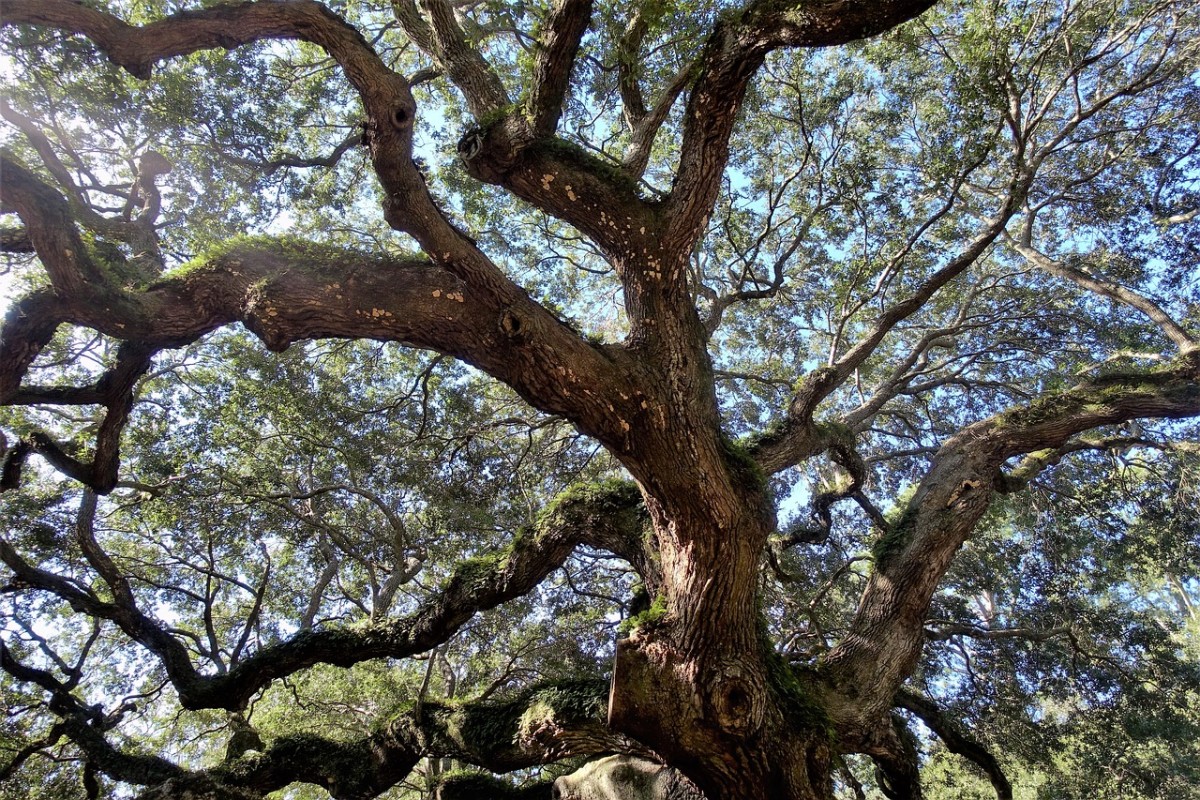 Ancient Oak, Image by GeorgeB2 from Pixabay