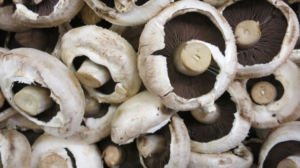 How to Increase Vitamin D Levels 400% by Eating Mushrooms