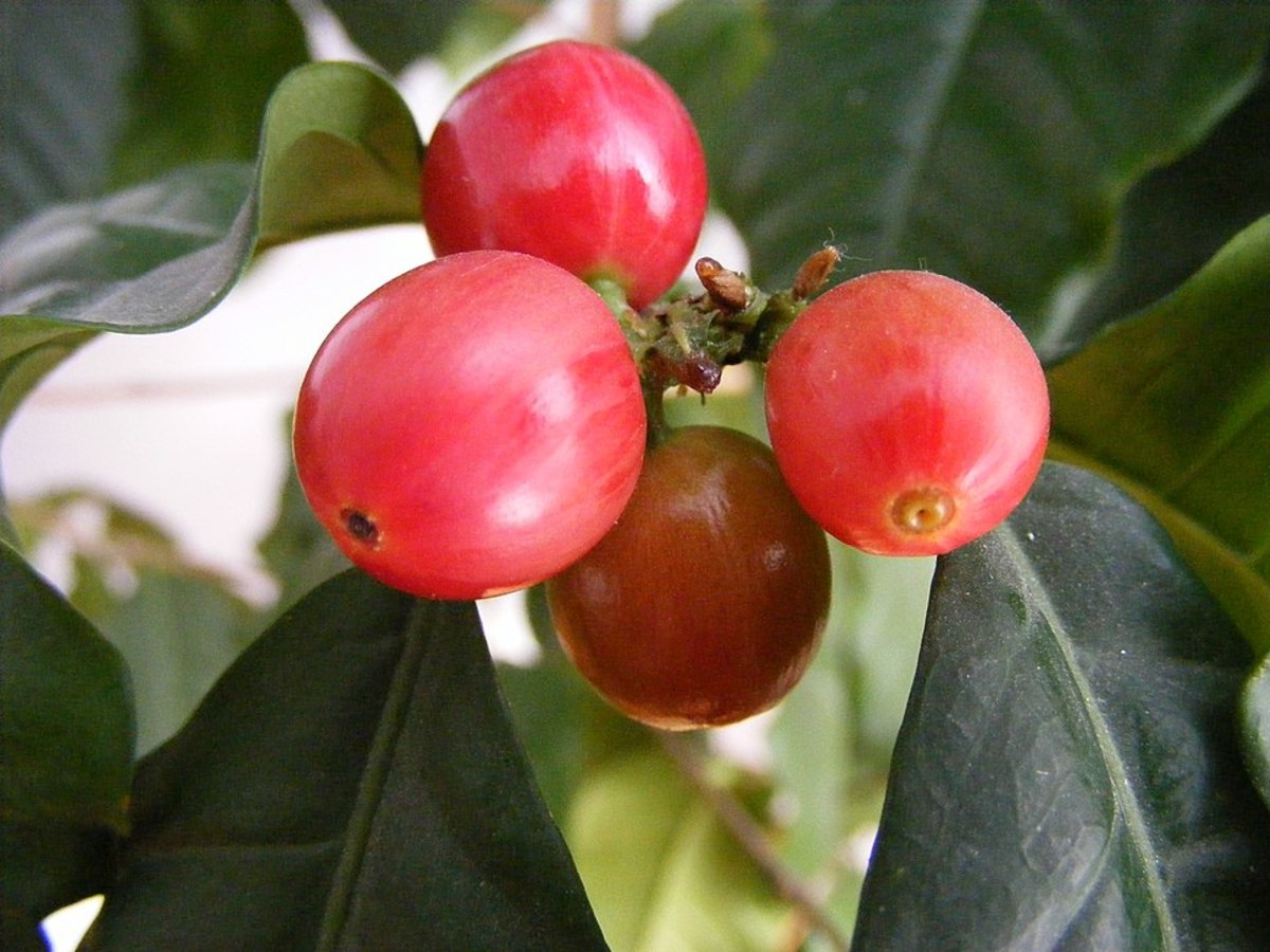 https://images.saymedia-content.com/.image/t_share/MTc2MjczMjcxNDQ3MjMzNzA5/interesting-facts-about-the-coffee-plant.jpg