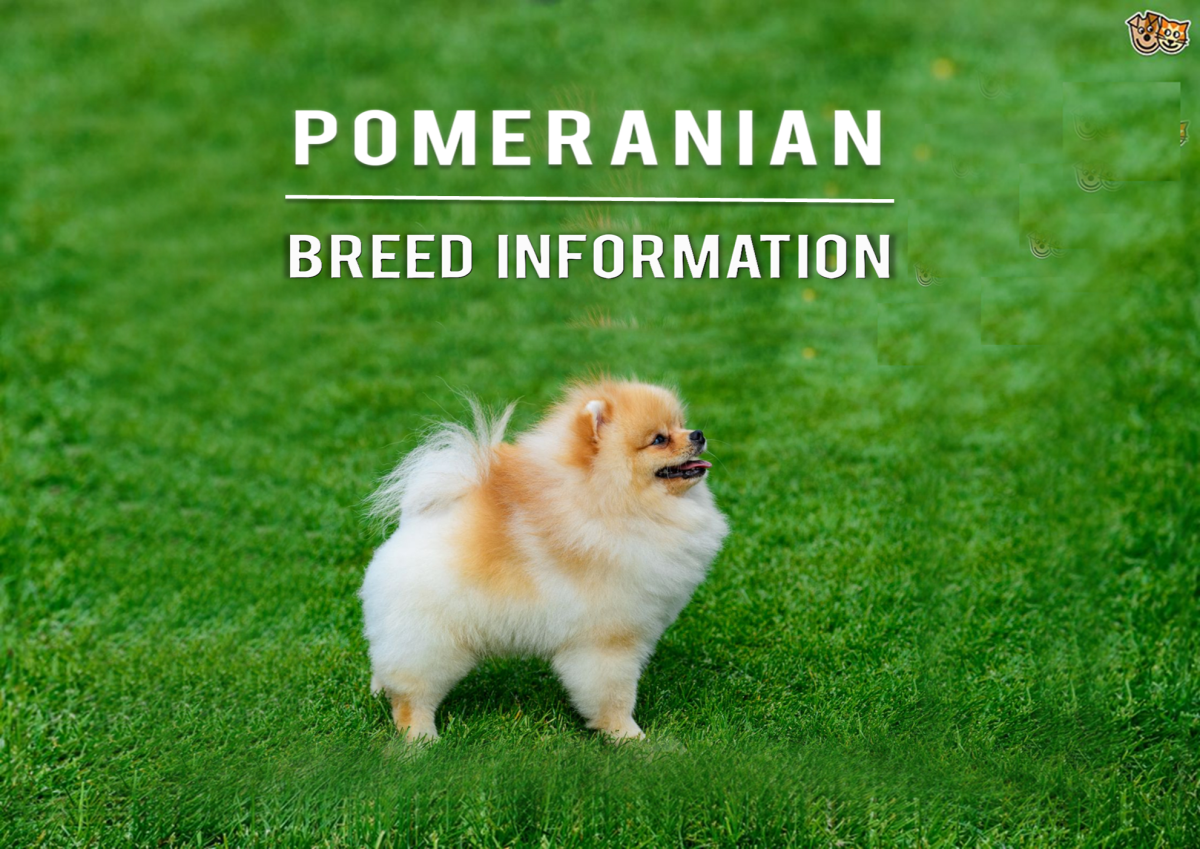 Pomeranian Dog Breed Information and Types HubPages