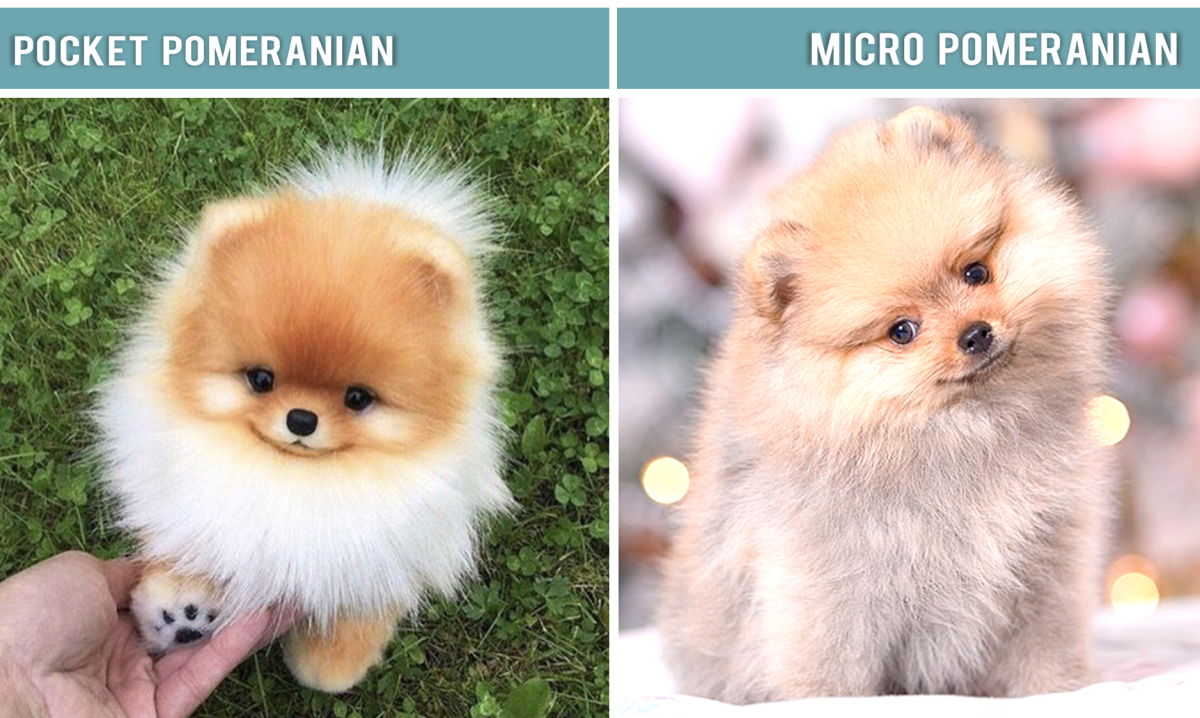 Pocket and micro Poms are two other names for miniature Pomeranians.