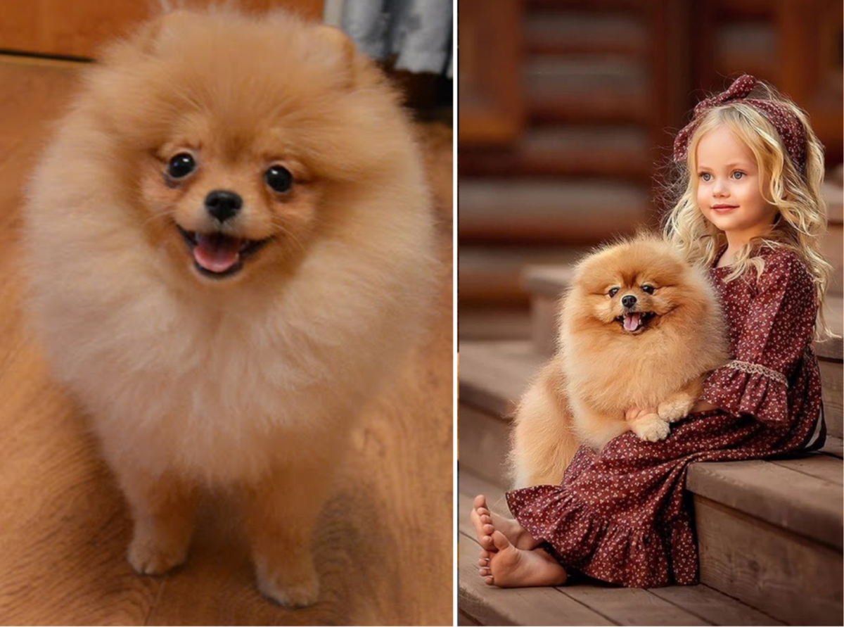 Pomeranian Dog Breed Pictures, 2