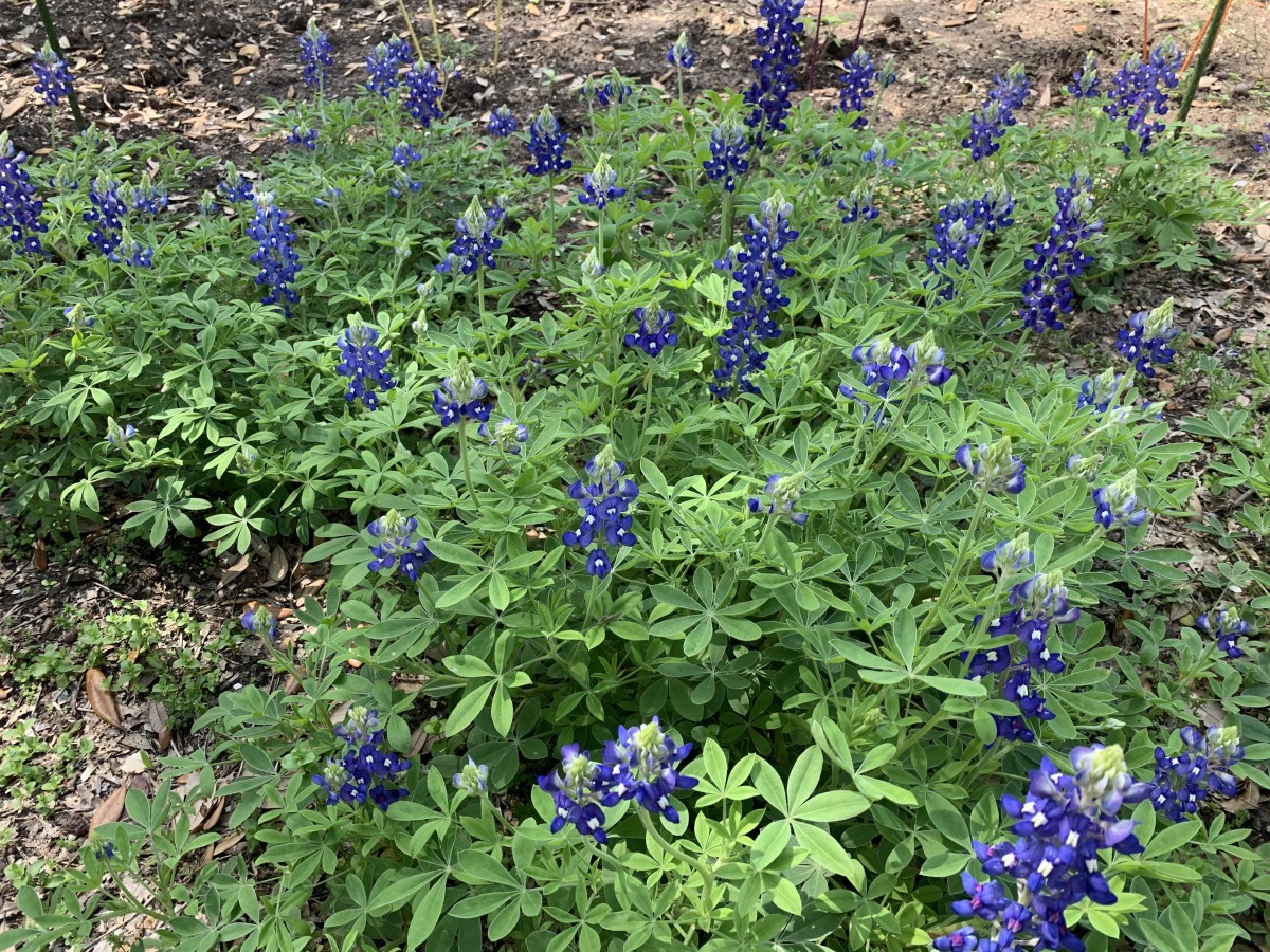 bluebonnets-the-state-flower-of-texas