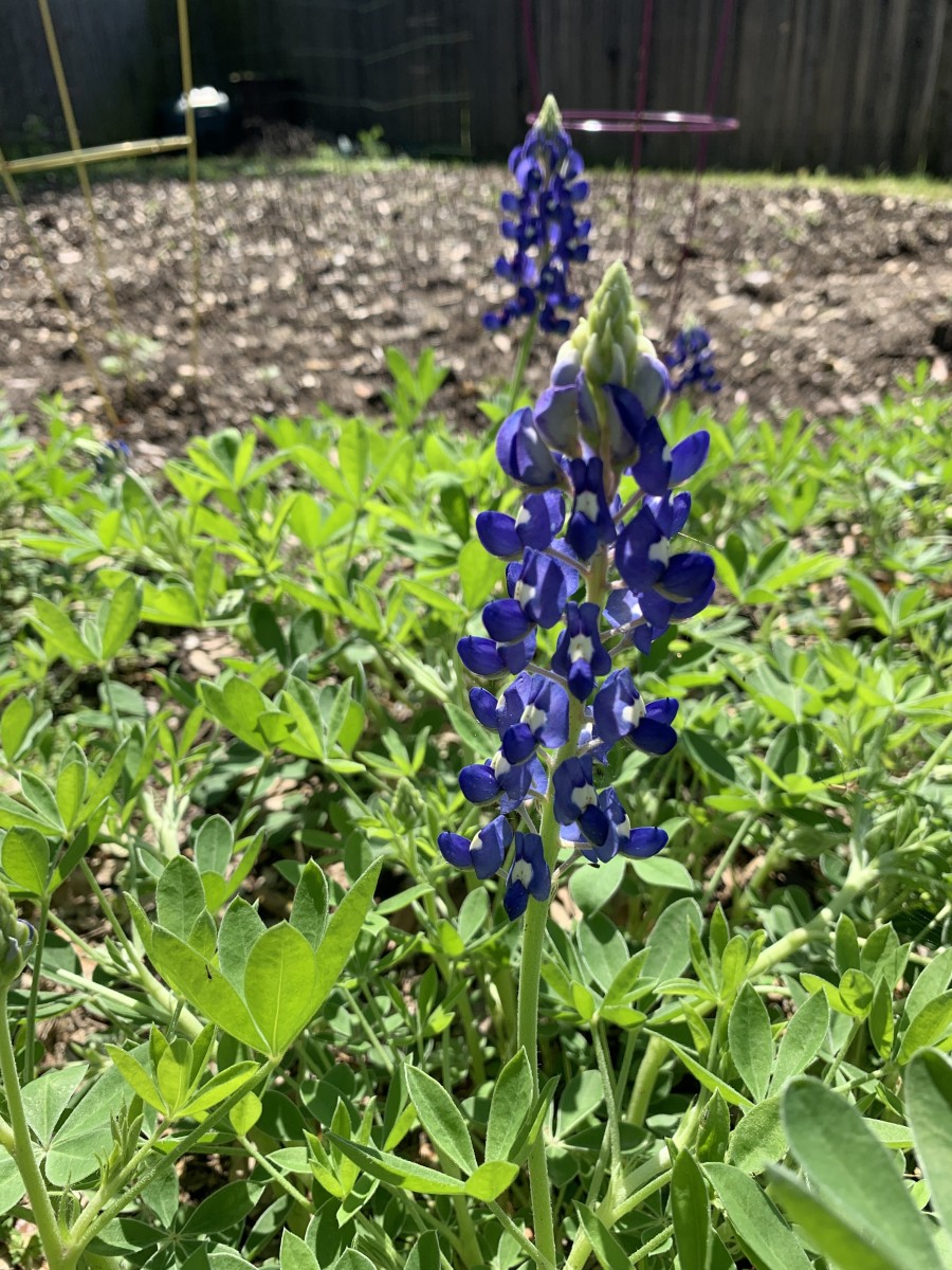 Bluebonnets - The State Flower of Texas