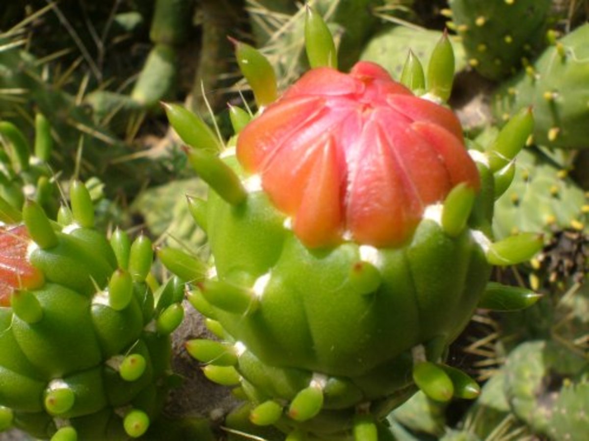 Cholla cactus flower bud Photo by Steve Andrews