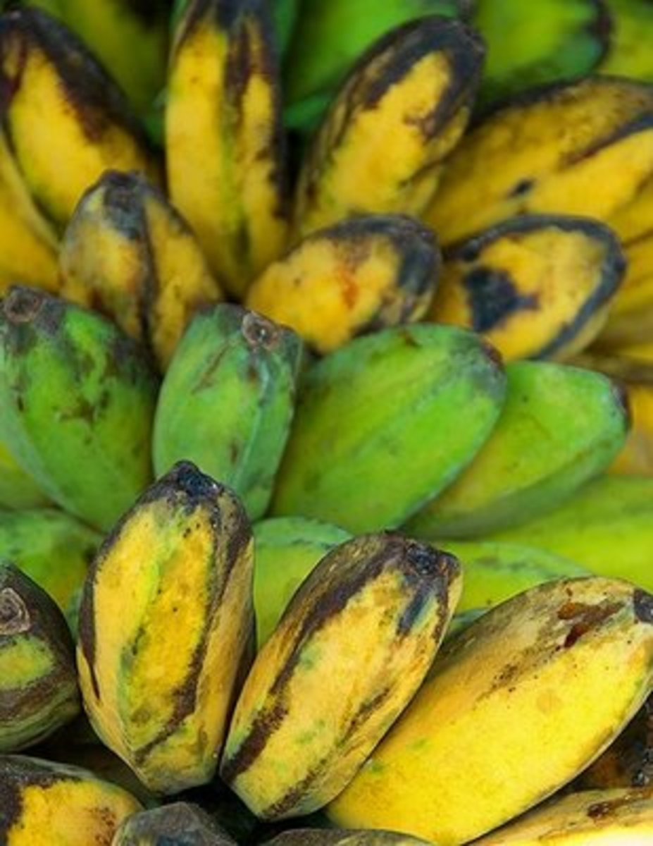Lossing Weight?HAve you Tried Saba Banana Diet?(Saging na Saba)