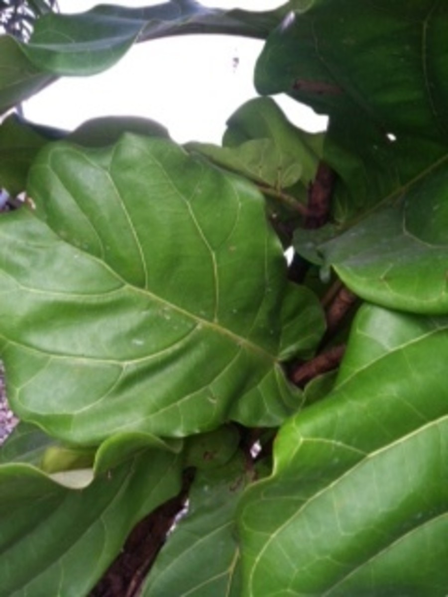 caring-for-ficus-lyrata-fiddle-leaf-fig