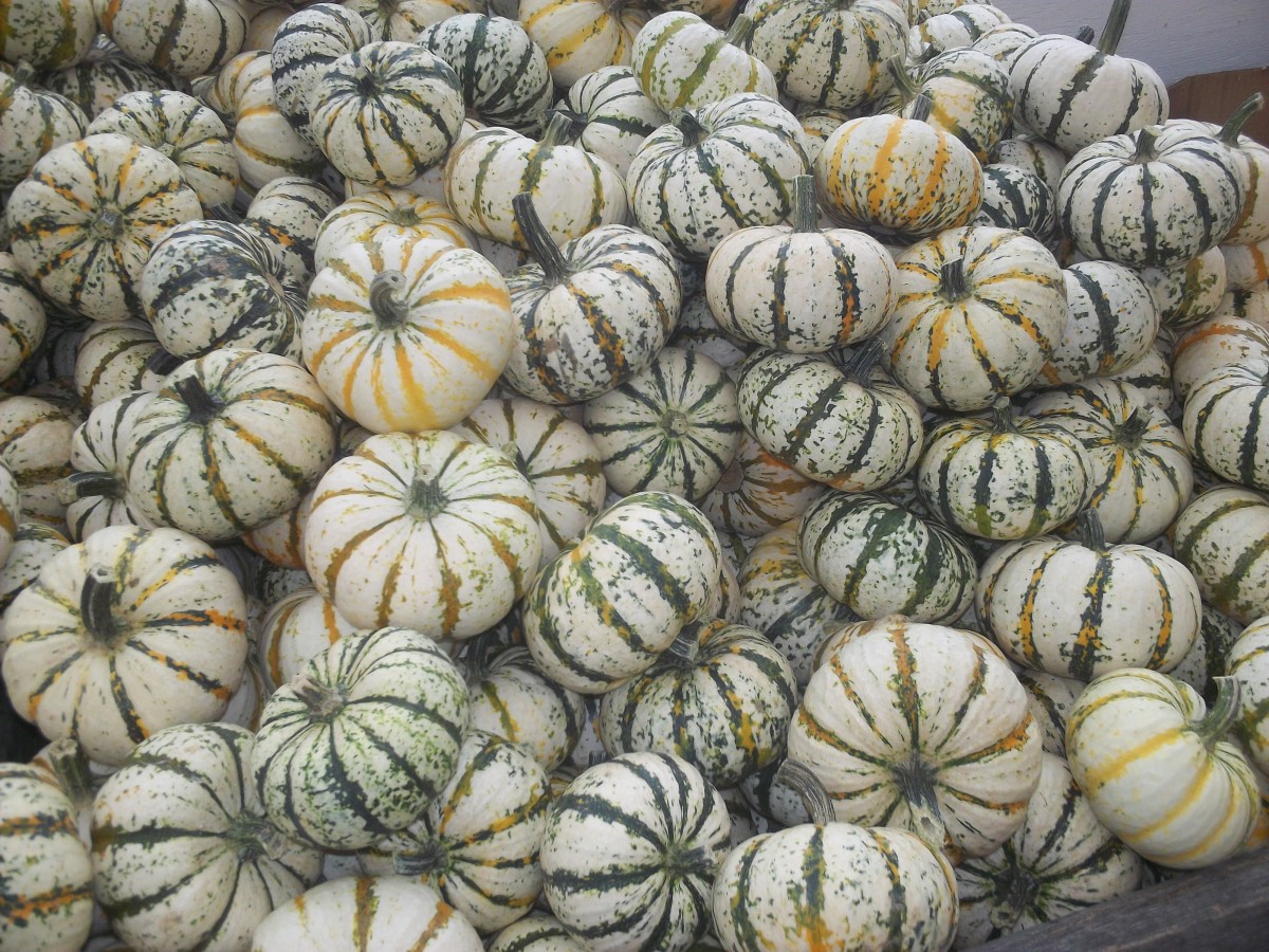 Fall pumpkins