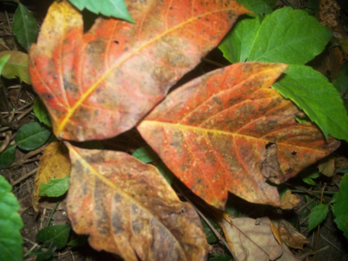 Fall leaves 1