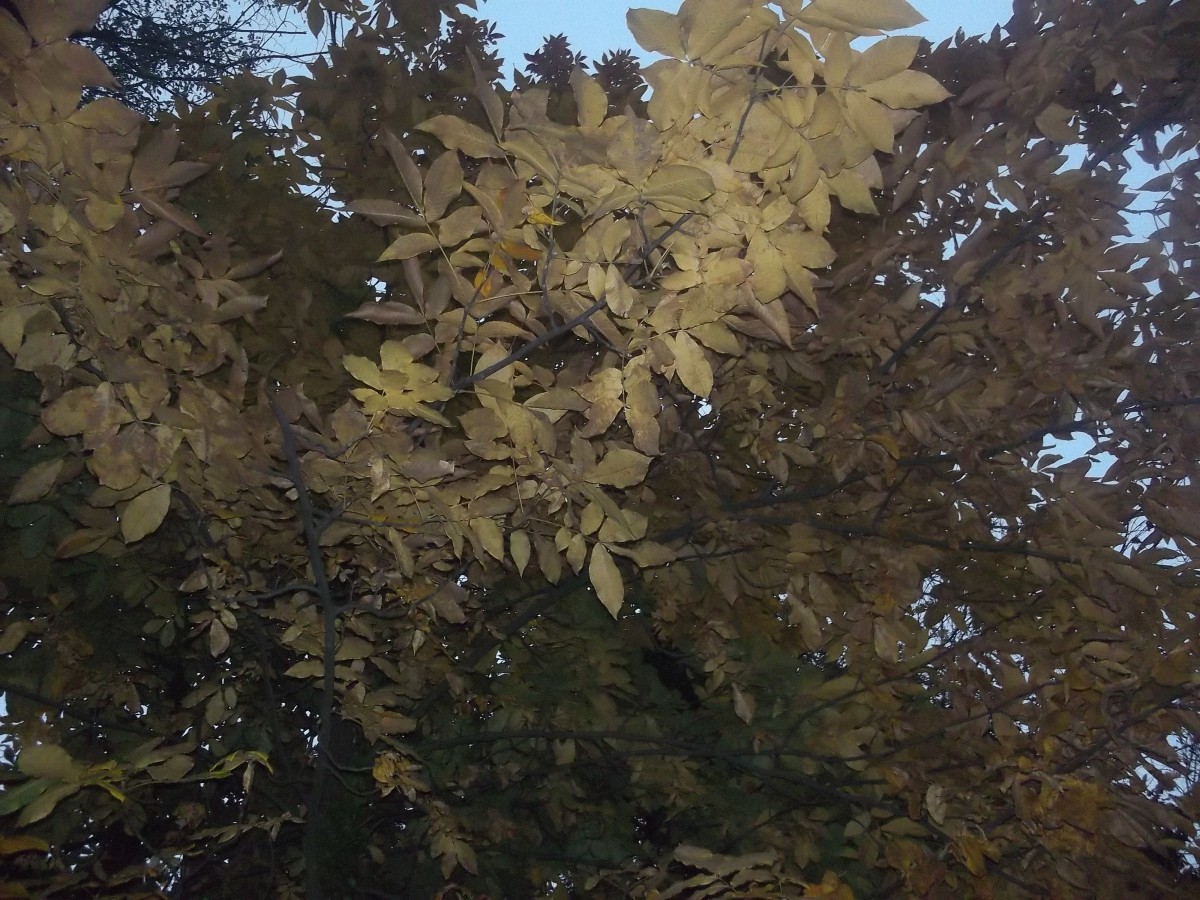 Fall leaves on tree 2