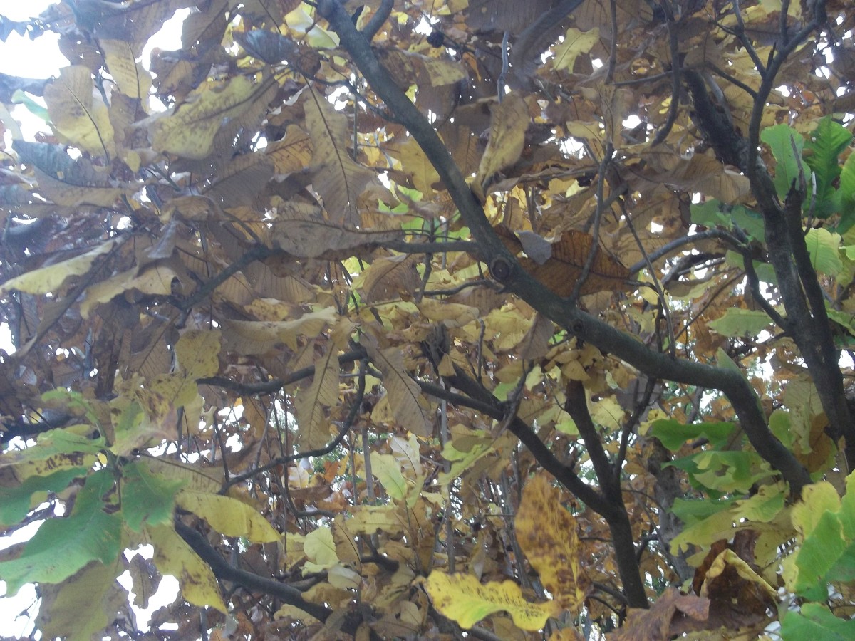 Fall leaves on tree