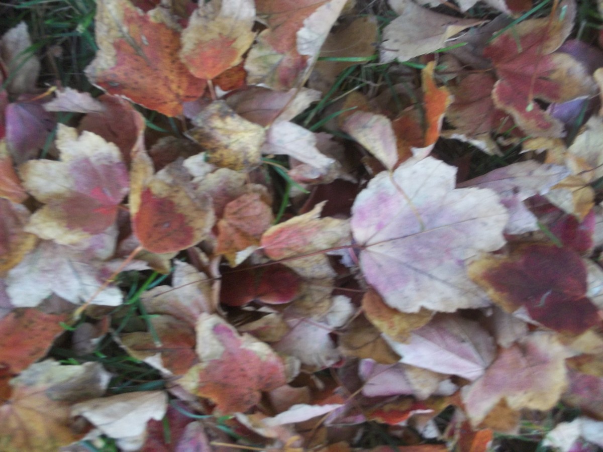 Fall leaves 3