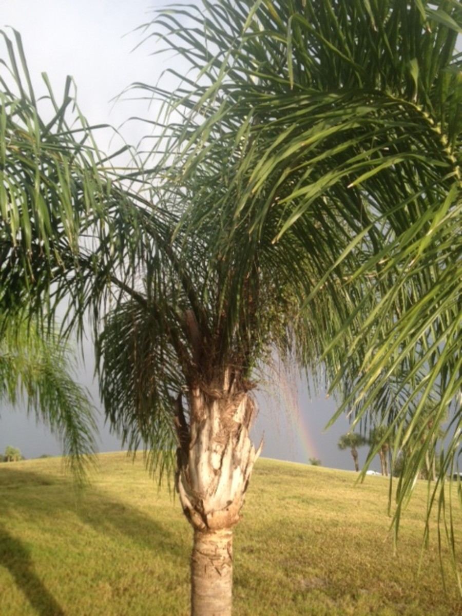 Palm Trees and Rainbows -  How does the song go? I can see clearly now, the rain is gone! WoW!